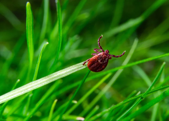 A dark brown wood tick crawling upward along a slender bright green leaf blade.