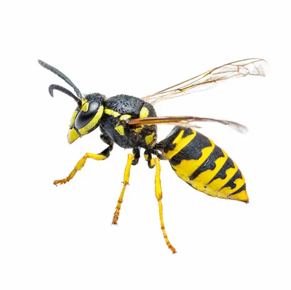 Closeup of a Yellowjacket against a white background.