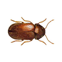 Macro closeup of a drugstore beetle against a white background.