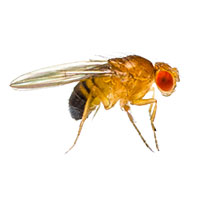 Macro closeup of a fruit fly against a white background.