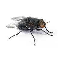 Macro closeup of a house fly against a white background.