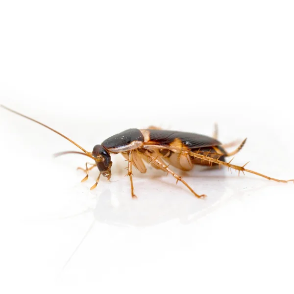Brown Banded Cockroach against a white background.