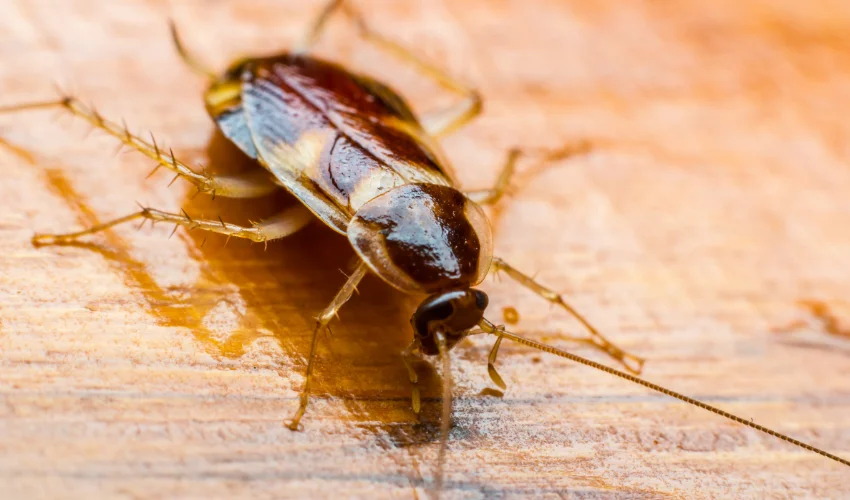 Close up of cockroach laying across a wooden floor of Residential Florida home.